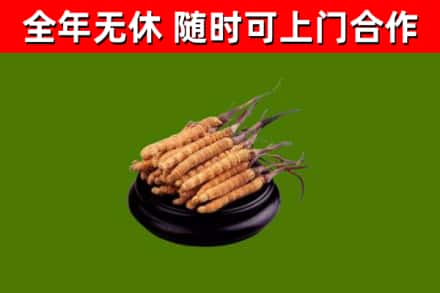 龙里烟酒回收冬虫夏草.jpg